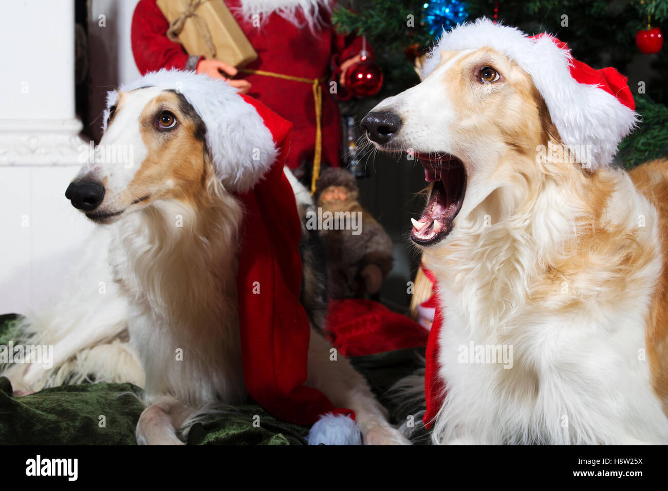 Grand barzoï chiens déguisés en père-Noël Banque D'Images