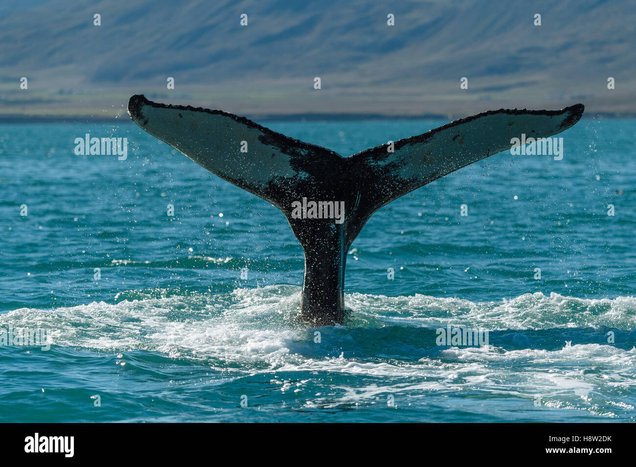 Queue, flets, plongée baleine à bosse (Megaptera novaeangliae), l'Islande, l'Eyjafjörður Banque D'Images
