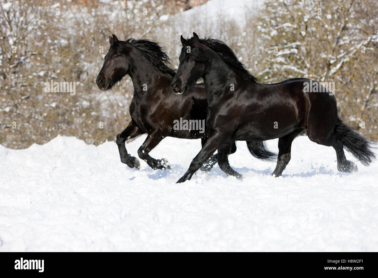 Frisons trotting dans la neige, hiver, Autriche Banque D'Images