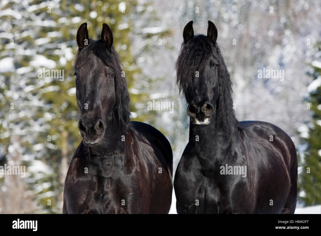 Les chevaux frisons, hiver, Autriche Banque D'Images
