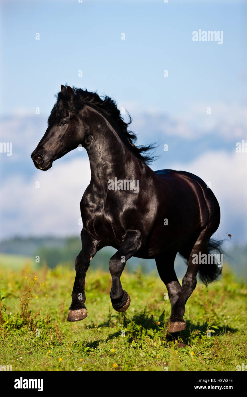 Au galop, frison pré vert, Autriche Banque D'Images