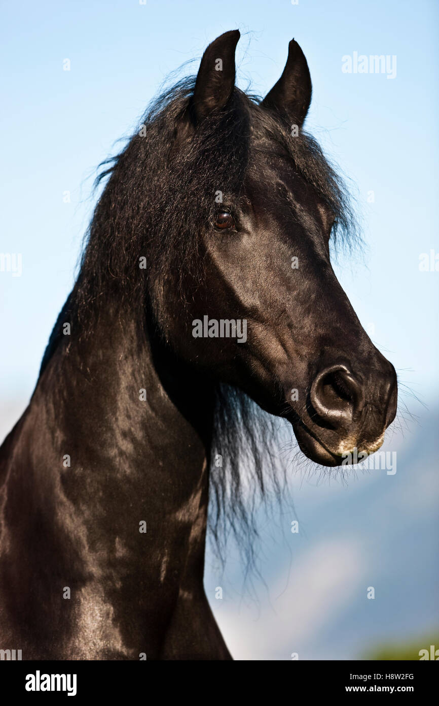 Cheval frison, ciel bleu, Autriche Banque D'Images