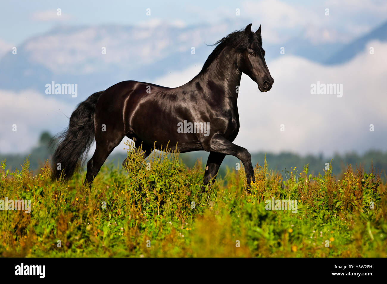 Trot frison sur pré vert, montagnes, Autriche Banque D'Images