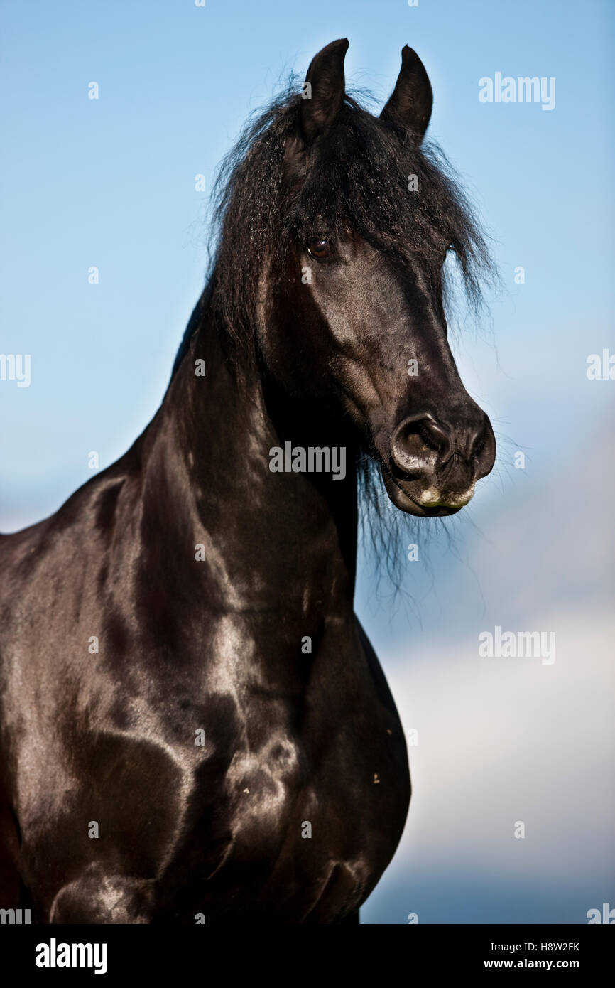 Cheval frison, ciel bleu, Autriche Banque D'Images