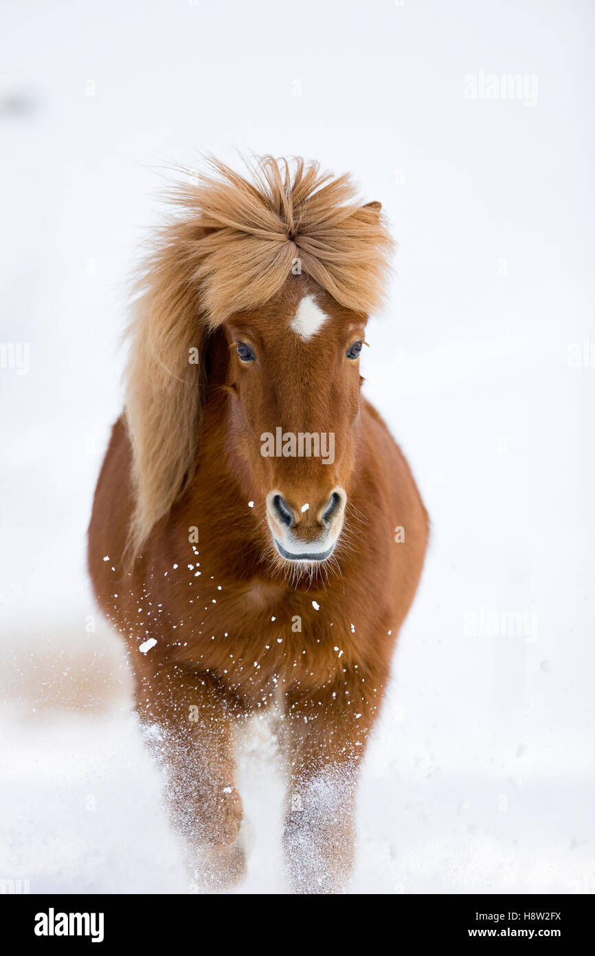 Cheval islandais trotte dans la neige, hiver, Autriche Banque D'Images