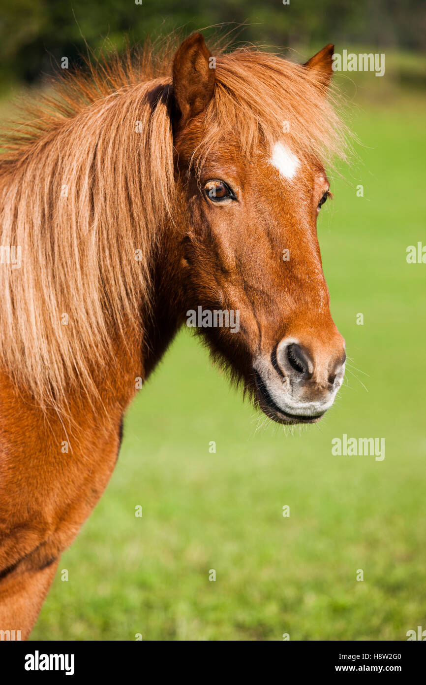 Cheval islandais, vert prairie, Autriche Banque D'Images