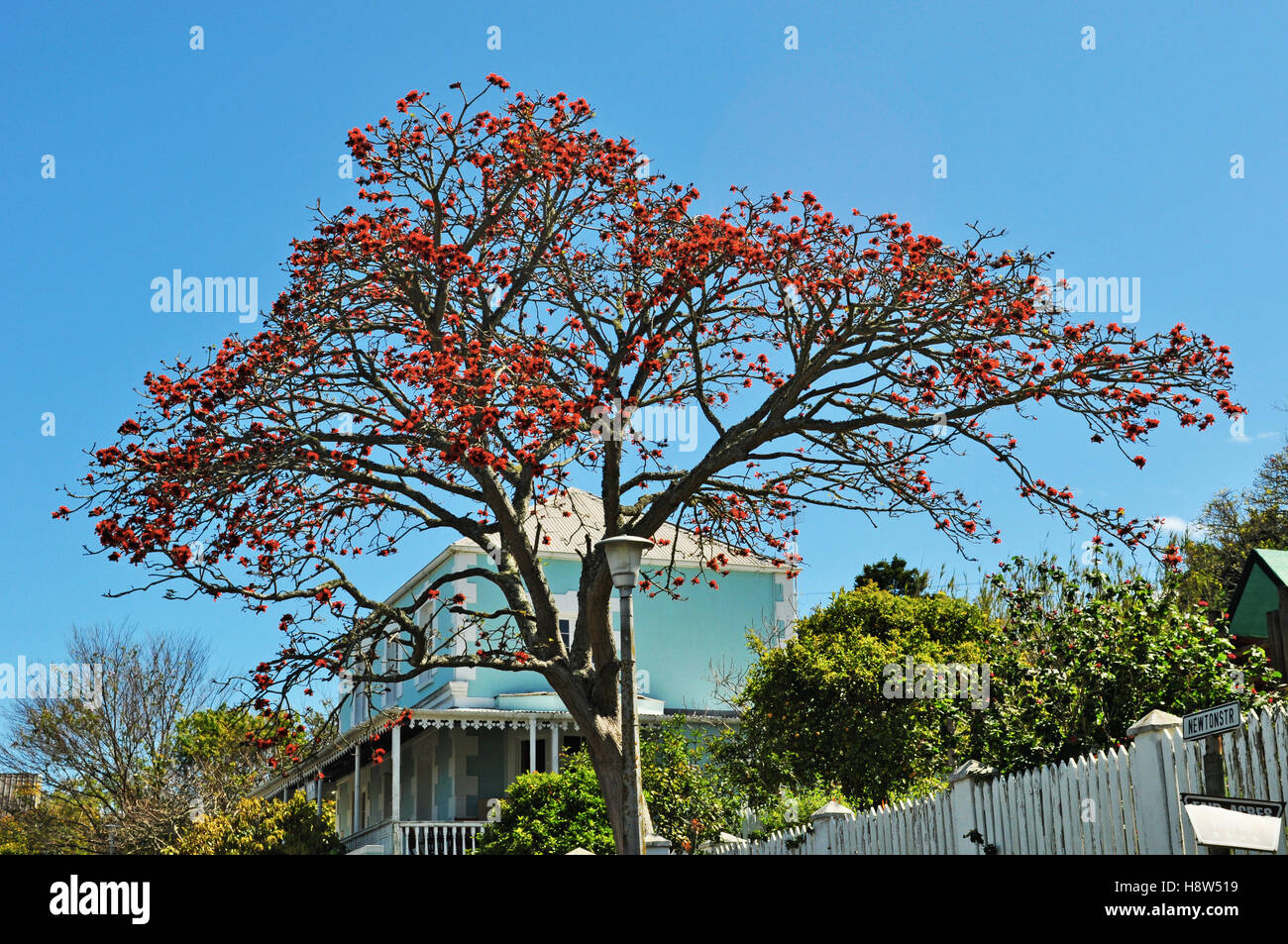 Afrique du Sud : un arbre flamboyant à Plettenberg Bay, à l'origine appelé Bahia Formosa, une ville de l'Afrique du Sud Garden Route Banque D'Images