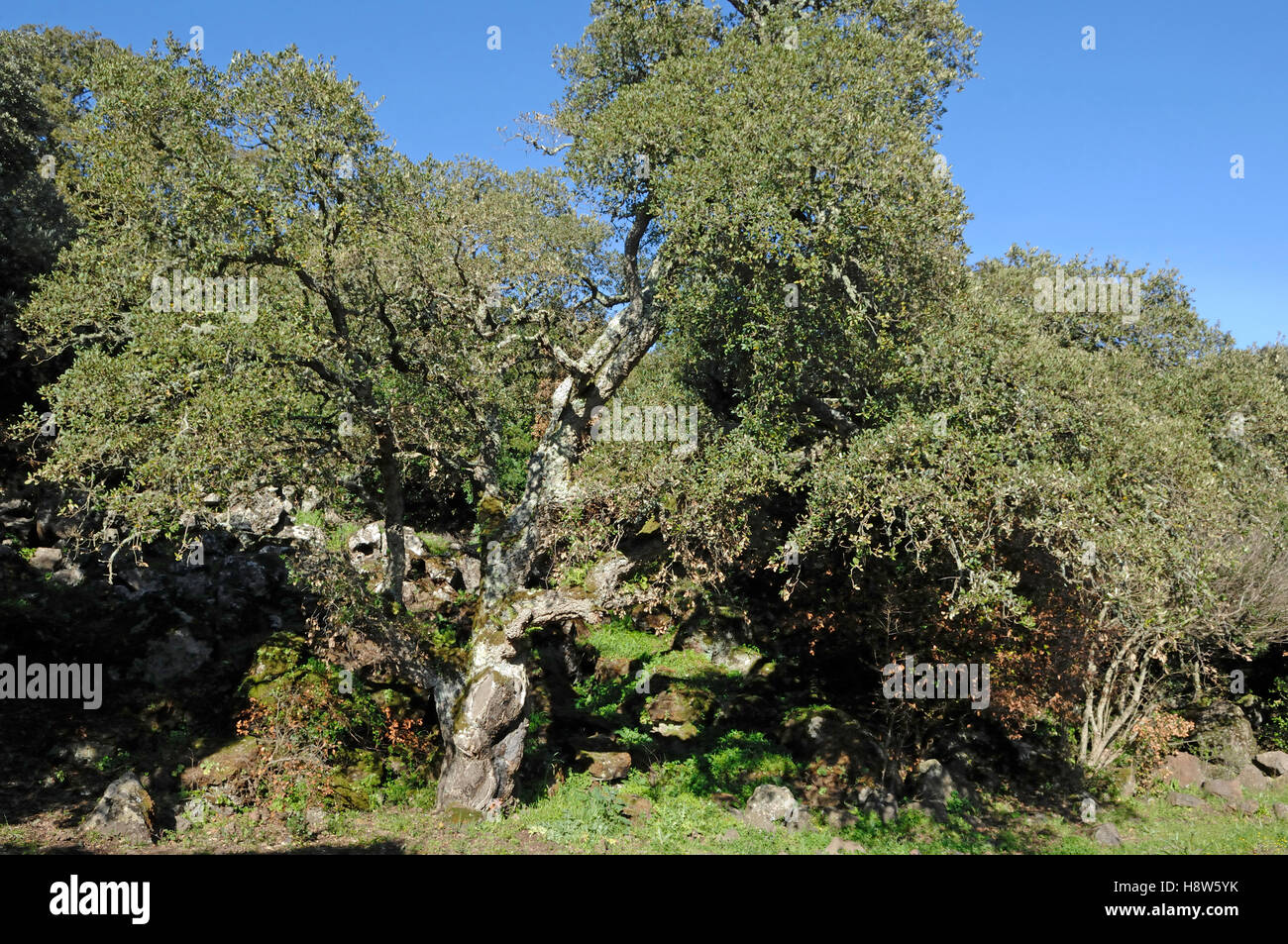 Vue sur la montagne Monte Arci, Sardaigne, Italie Banque D'Images