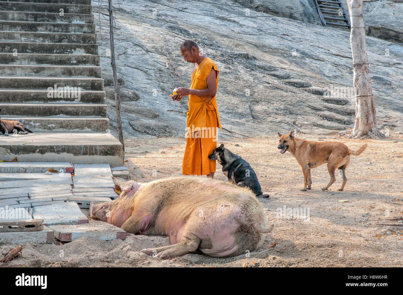 Le moine bouddhiste avec des animaux de ferme dans un temple de Khao Takiab au sud de Hua Hin, Thaïlande Banque D'Images