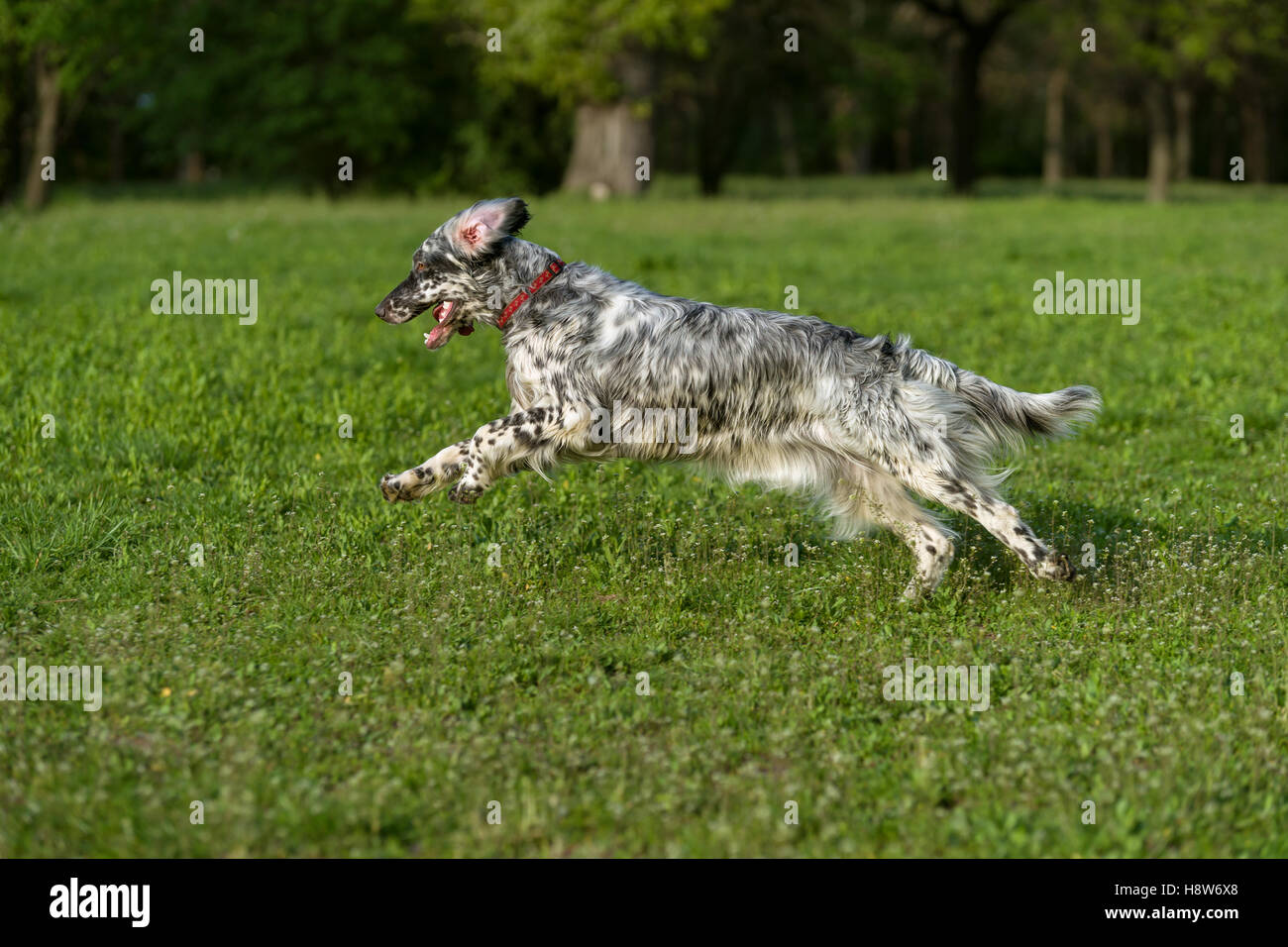 Cute blue belton Setter Anglais chien est courir vite, une croix sur une prairie en fleurs de printemps Banque D'Images