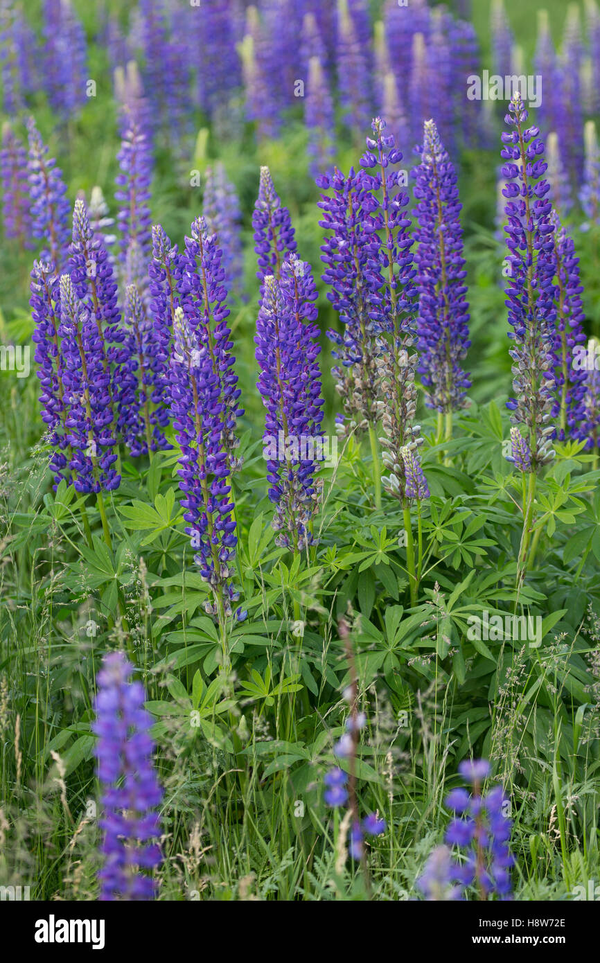 Vielblättrige Stauden-Lupine Staudenlupine, lupin, Lupinus polyphyllus, Lupinen, à grandes feuilles, lupin, lupin à feuilles grandes, Garde Banque D'Images