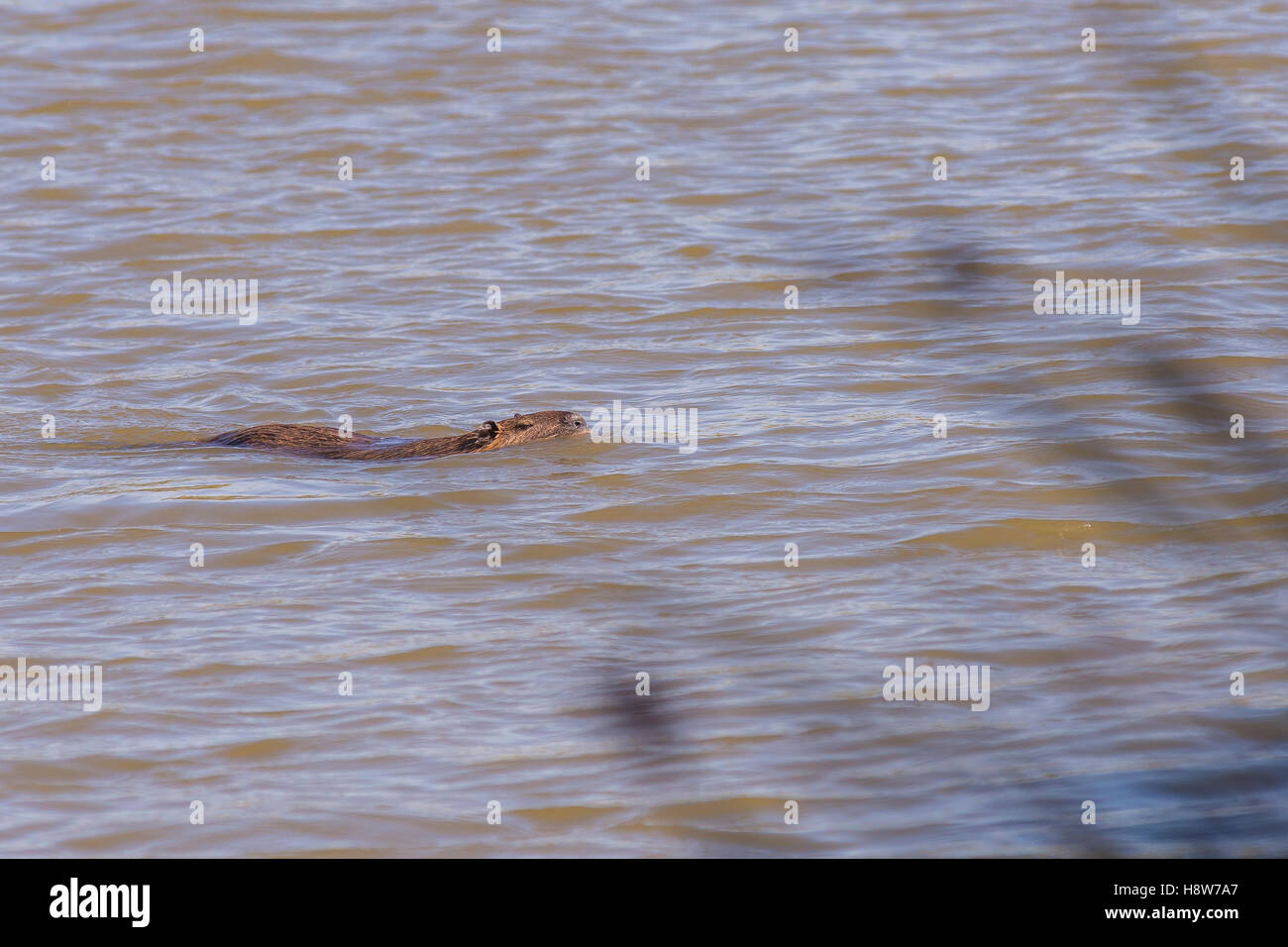 Ragondin, rat musqué,Parc ornithologique du Pont de Gau, Parc Naturel Régional de Camargue Bouches du Rhône Banque D'Images