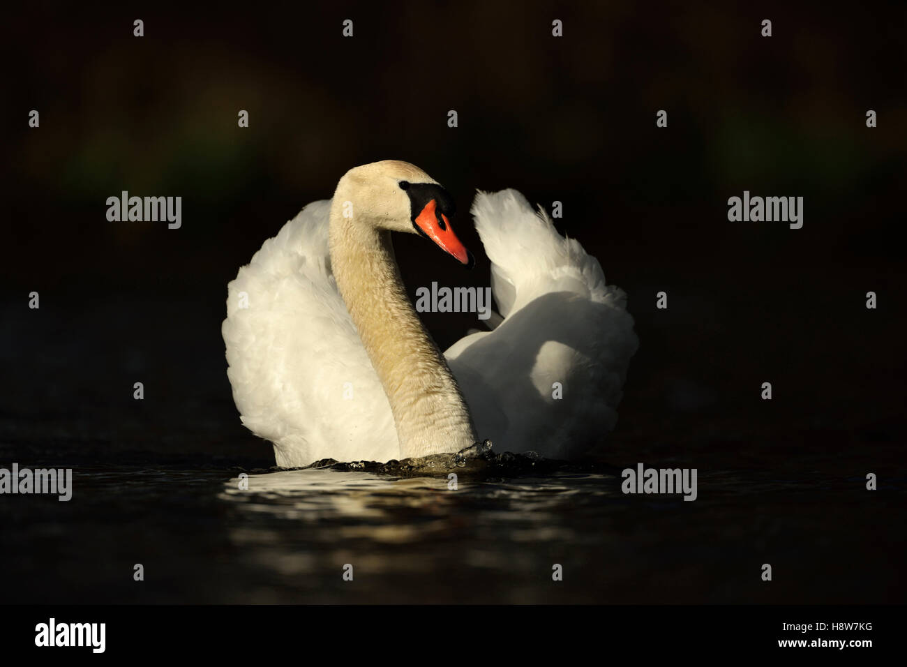 Muet Swan / Hoeckerschwan ( Cygnus olor ) nage, ailes à moitié ouvertes, élégant, en parfaite lumière, vue frontale, fond propre, faune, Europe. Banque D'Images