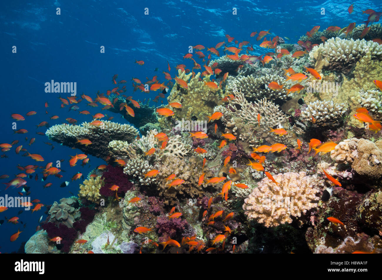 Lyretail anthias ou Goldies (Pseudanthias squamipinnis) sur le haut du récif. L'Egypte, Mer Rouge. Banque D'Images