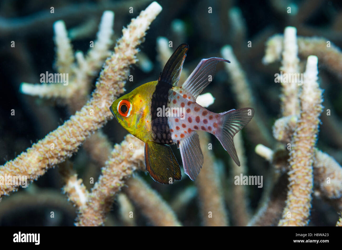 Sphaeramia nematoptera Pajama cardinalfish []. La Papouasie occidentale, en Indonésie. Banque D'Images