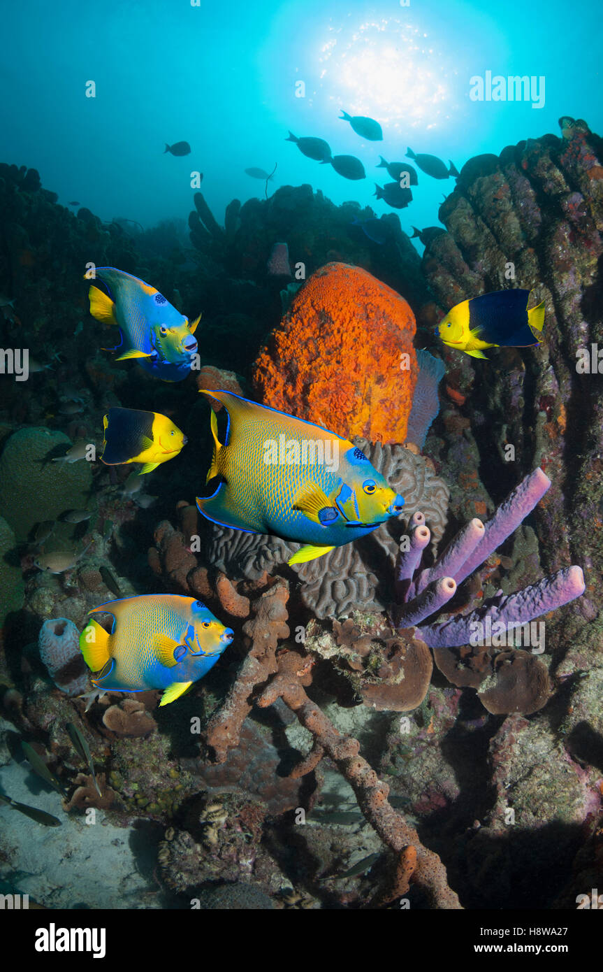 Lit Queen angelfish (Holacanthus ciliaris), et une paire de beautés (Holacantus Rock tricolor) natation sur les récifs coralliens d'éponges Banque D'Images