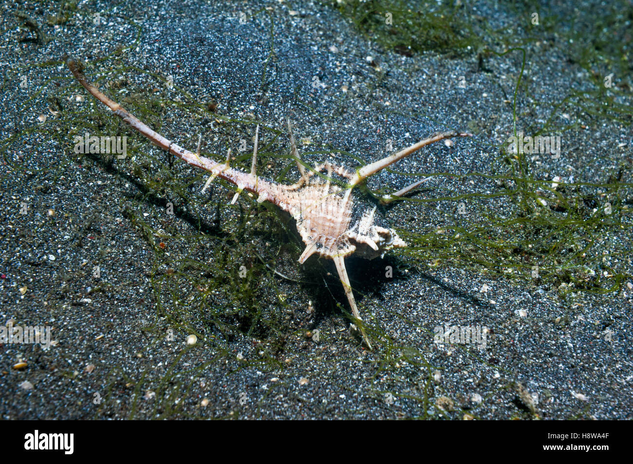 Caltrop (murex Murex Tribulus). Détroit de Lembeh, Sulawesi, Indonésie. Banque D'Images