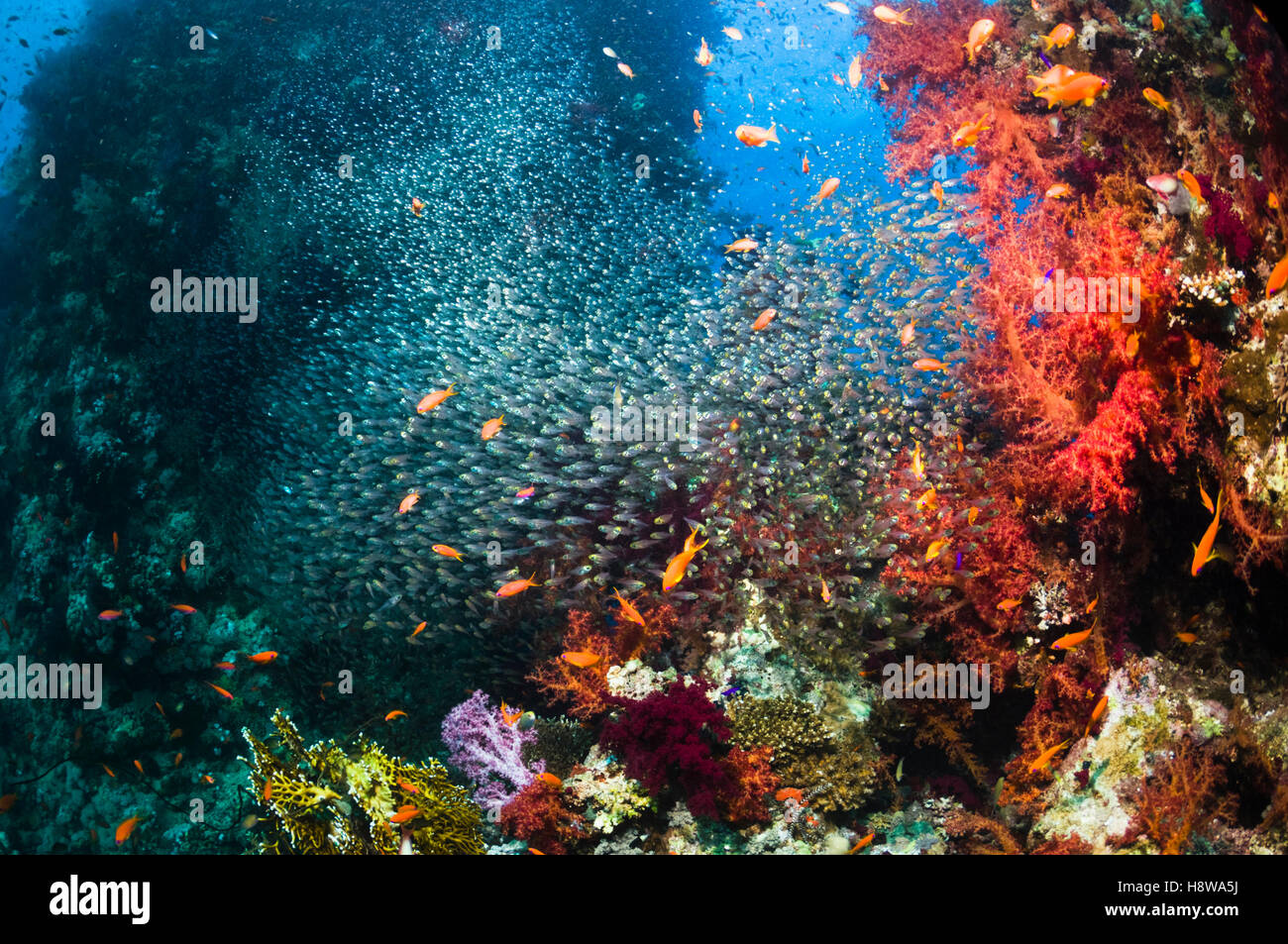 Paysage avec des récifs coralliens coraux mous (Dendronephthya sp) et balayeuses pygmée (Parapriacanthus guentheri). L'Egypte, Mer Rouge. Banque D'Images