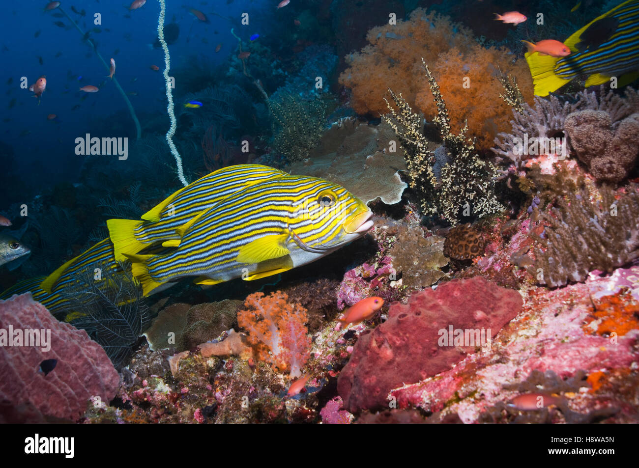 Sweetlips Plectorhinchus polytaenia (ruban) sur le récif de corail. Rinca, Indonésie. Banque D'Images