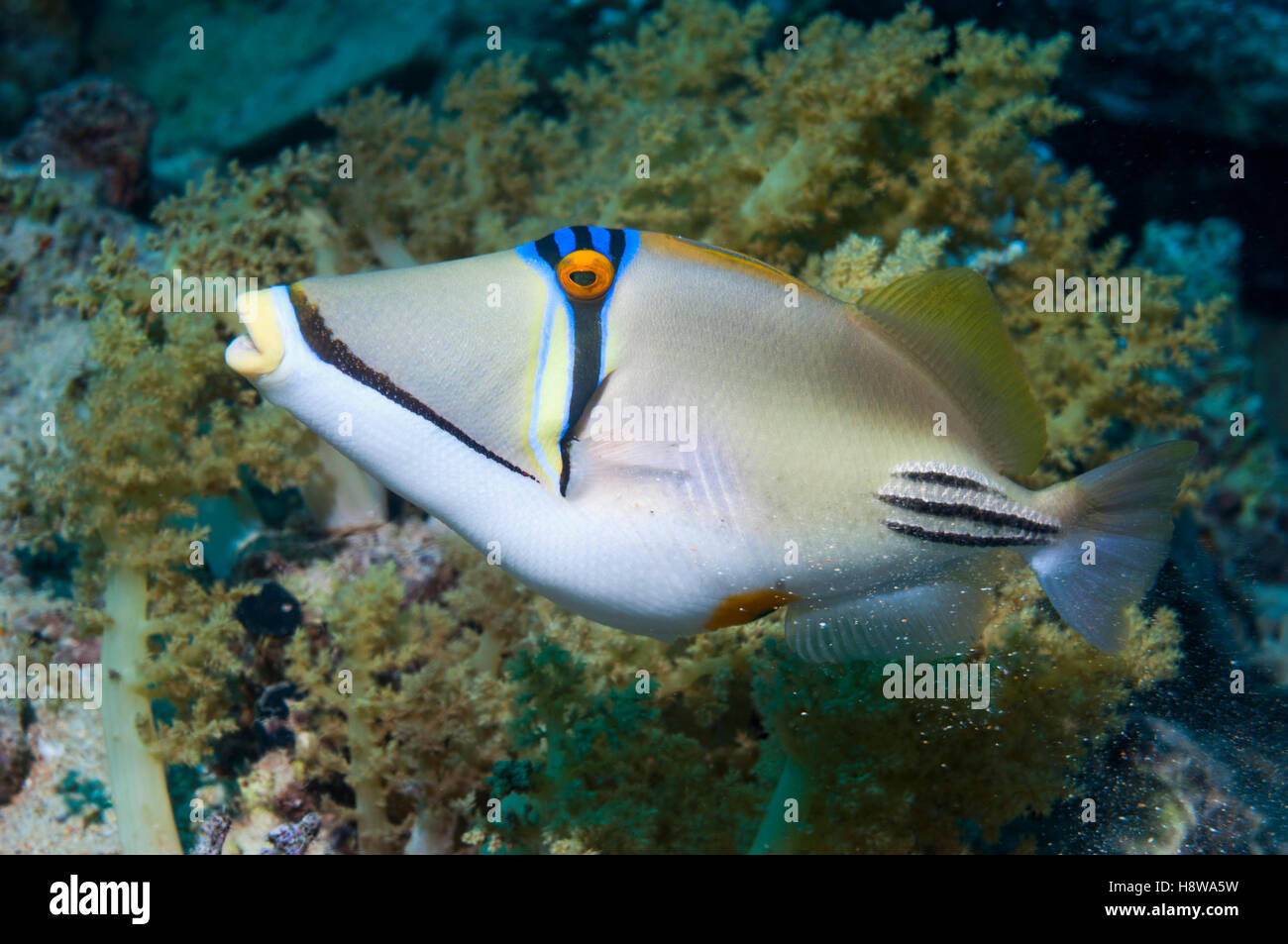 Picassofish Rhinecanthus assasi [arabe]. L'Egypte, Mer Rouge. Seulement trouvé Mer Rouge Golfe d'Oman et le golfe Arabique. Banque D'Images