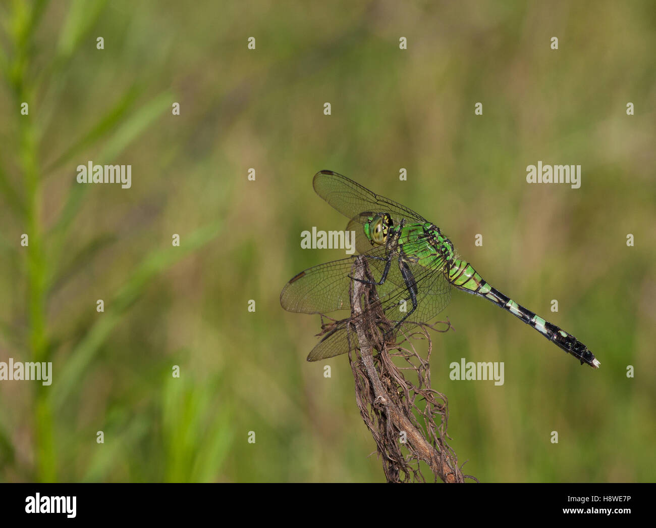 Libellule verte, le nez dans le vent prêt à manger un bug Banque D'Images