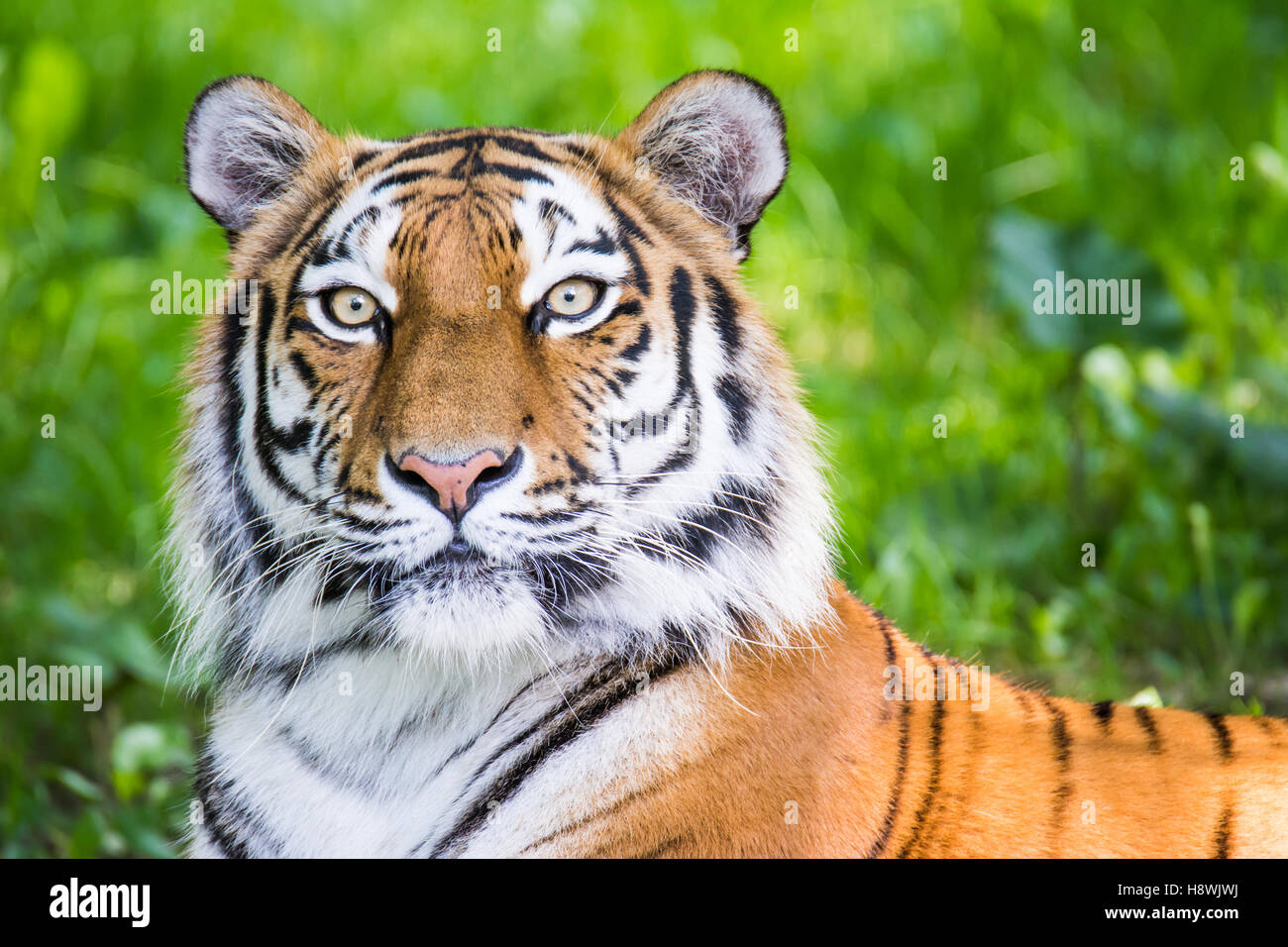 Portrait d'un tigre de Sibérie (Panthera tigris altaica) Banque D'Images