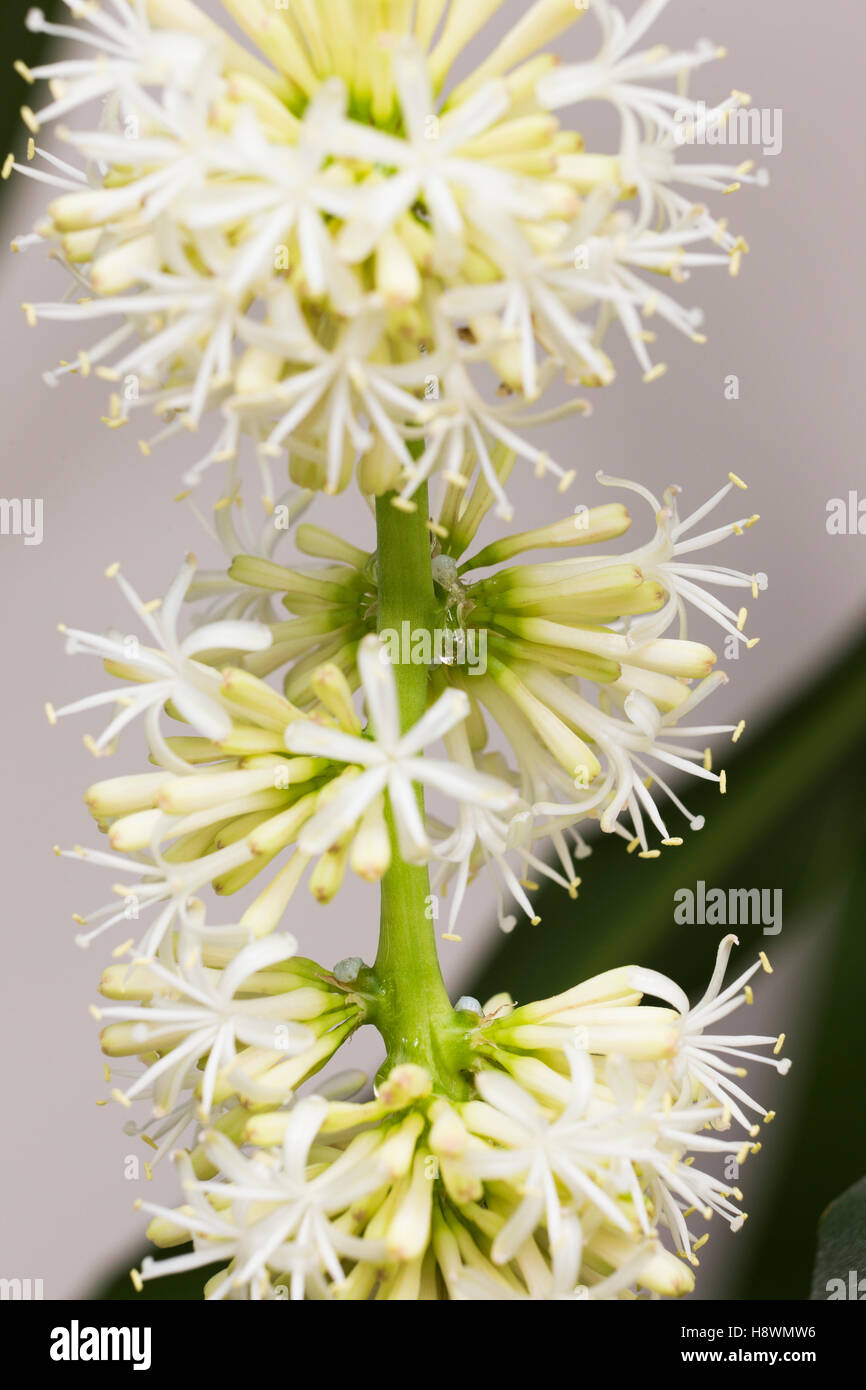 Le Dracaena (Dracaena Fragrans cornstalk fleur) Banque D'Images