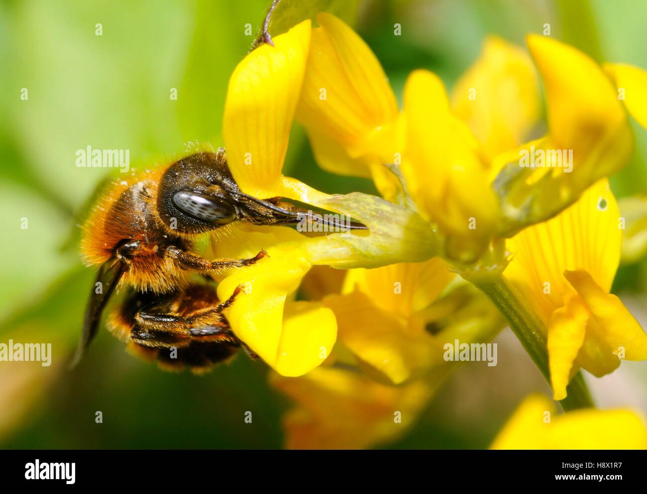 Bordées d'or (abeilles Osmia aurulenta) femelle sur la vesce à cheval (Hippocrepis comosa) 2015 0518 Régional des Vosges du Nord Banque D'Images