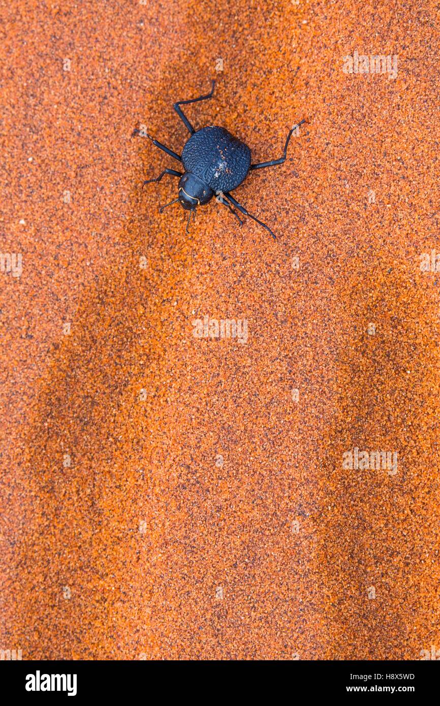 À jambes longues darkling beetle (Stenocara dentata), le Parc National Namib Naukluft, Namibie, Afrique Banque D'Images