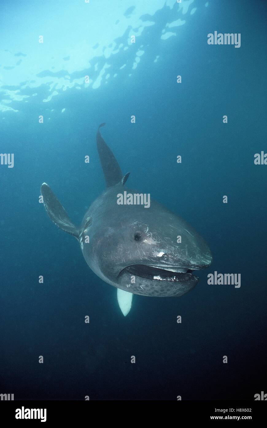 https://c8.alamy.com/compfr/h8x602/megachasma-pelagios-megamouth-shark-en-californie-l-ocean-pacifique-h8x602.jpg