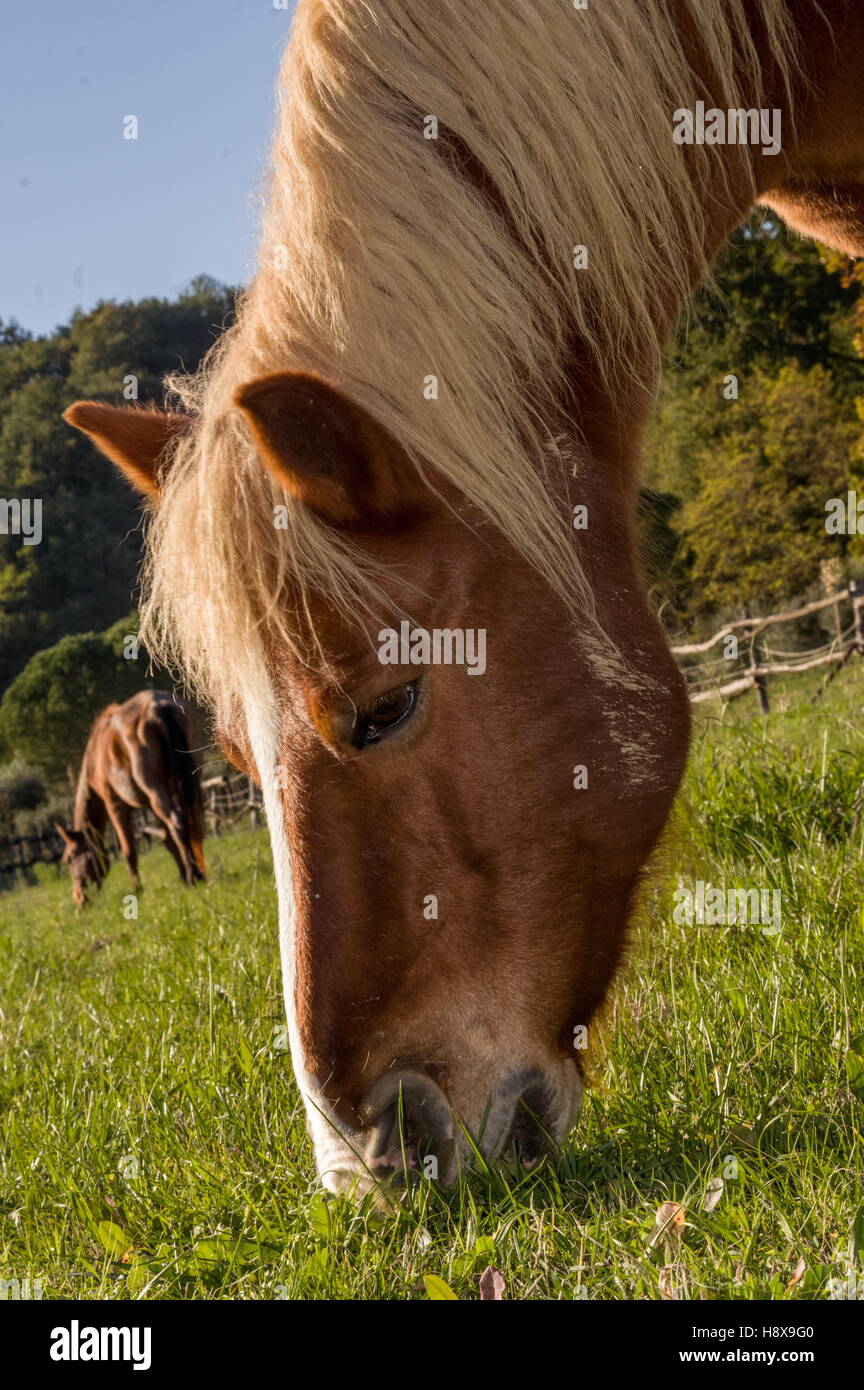 Cheval blonde mange de l'herbe - Cavallo biondo che bruca erba Banque D'Images
