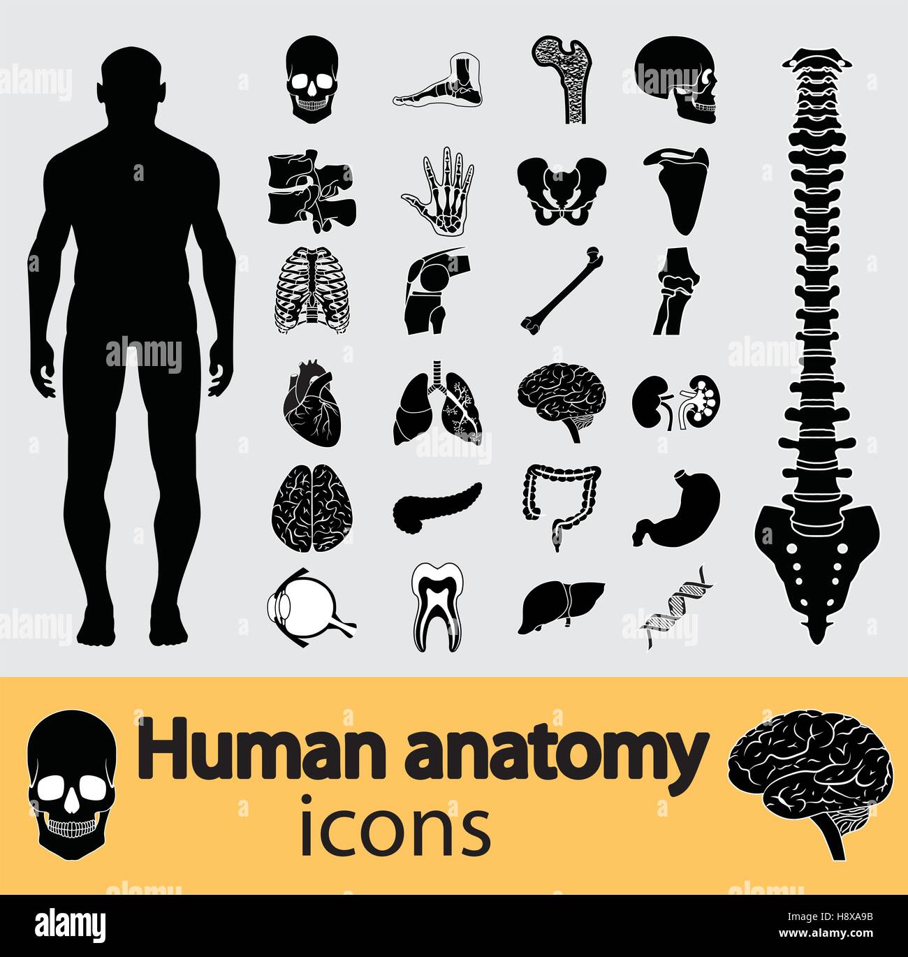 L'anatomie humaine en noir & blanc icon set Illustration de Vecteur