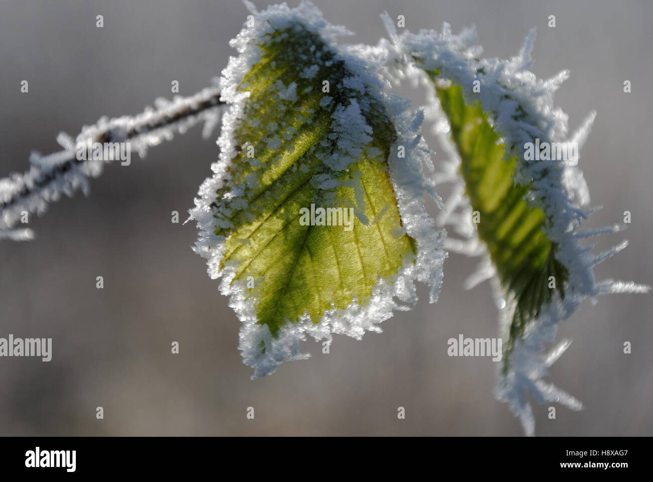 Feuilles Grean couvertes de cristaux de glace Banque D'Images