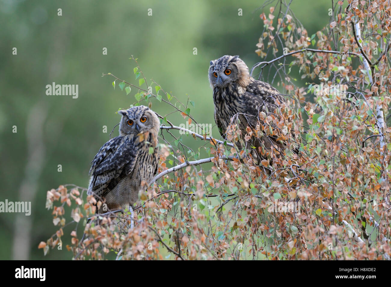 Grand hiboux / Europaeische Uhus ( Bubo bubo ) perché ensemble en haut d'un bouleau, regardant attentivement vers le bas, de la faune, de l'Europe. Banque D'Images