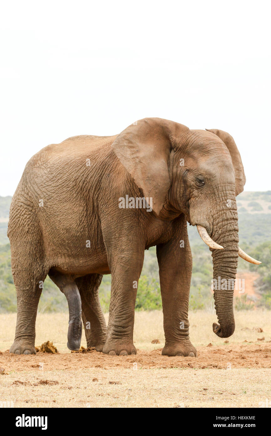L'éléphant et permanent à la Bush le sol. Banque D'Images