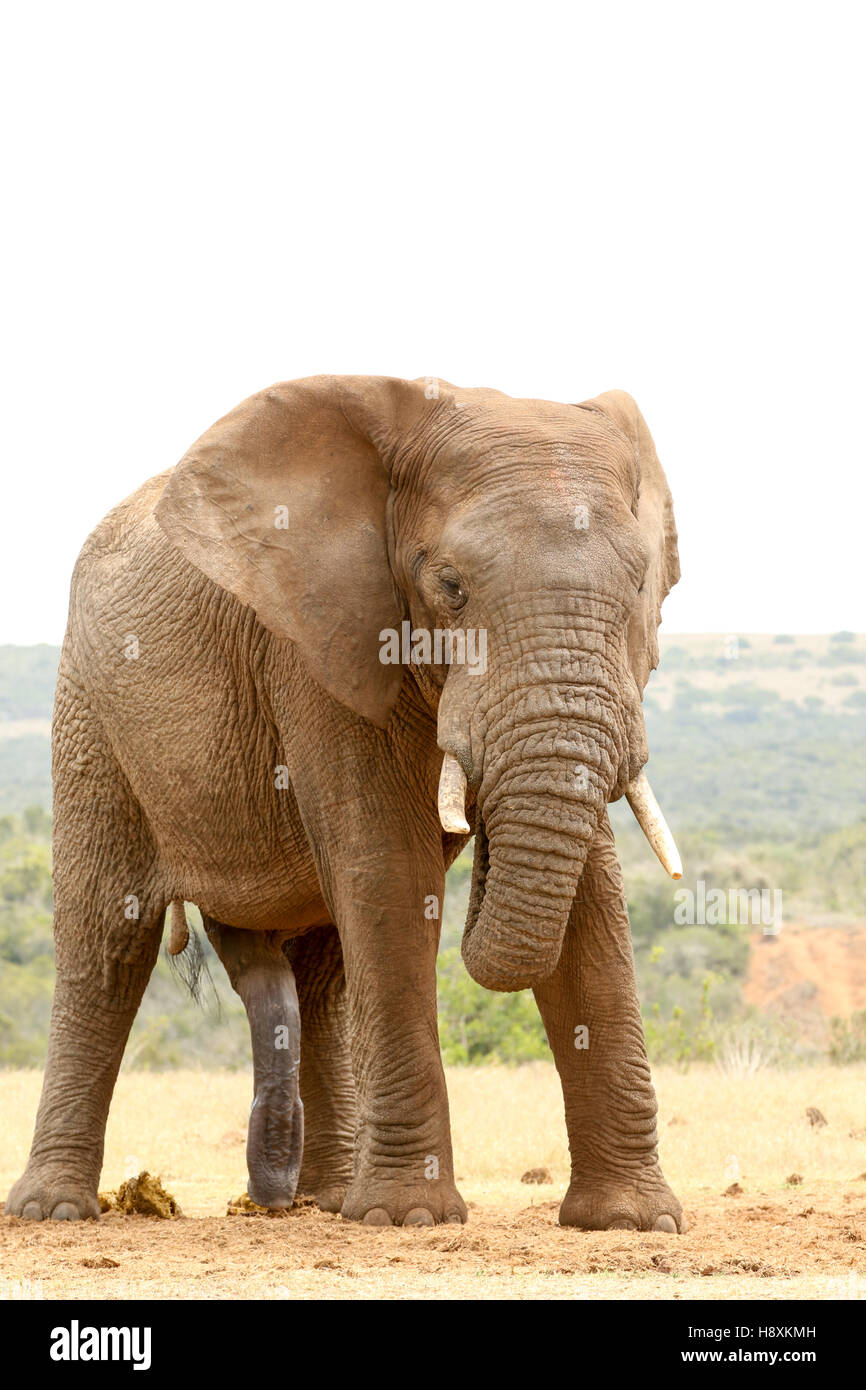 Bush Elephant debout avec sa trompe dans sa bouche. Banque D'Images