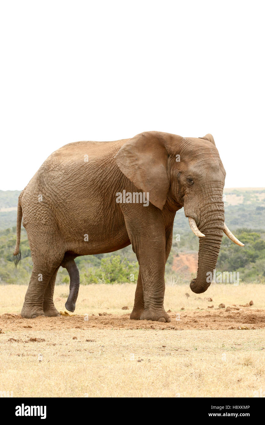 Vue latérale d'un Bush Elephant juste debout près du barrage. Banque D'Images