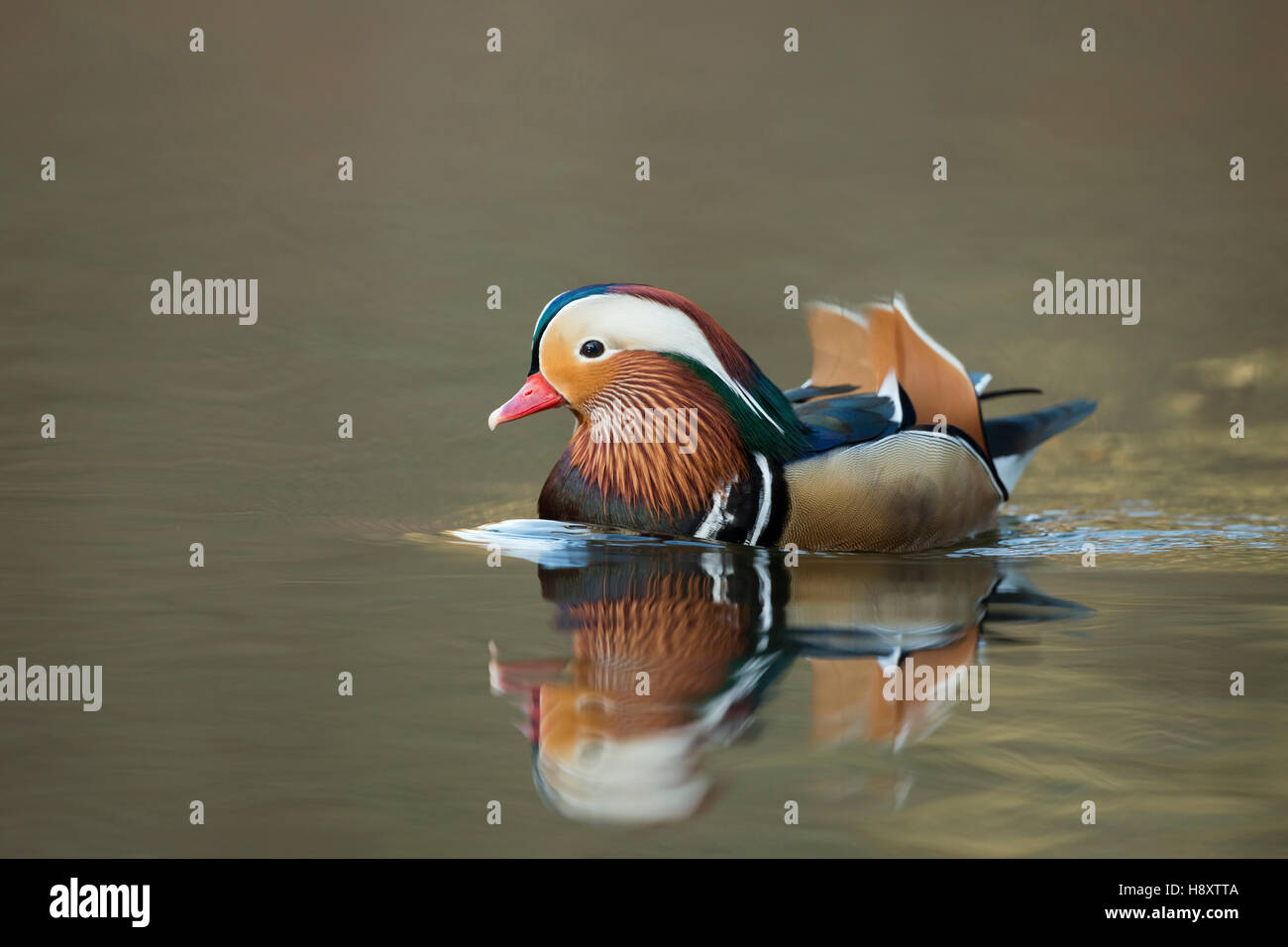Canard Mandarin ( Aix galericulata ), Drake en robe colorée de reproduction, natation, s'approche, la mise en miroir sur l'eau calme. Banque D'Images