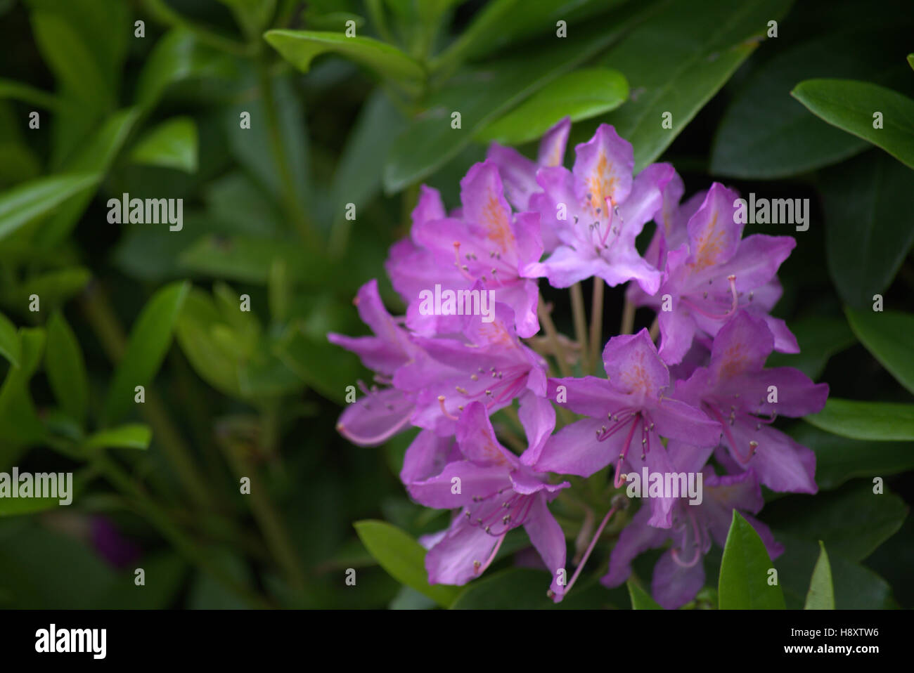 Fleur rhododendron mauve feuilles vertes Banque D'Images