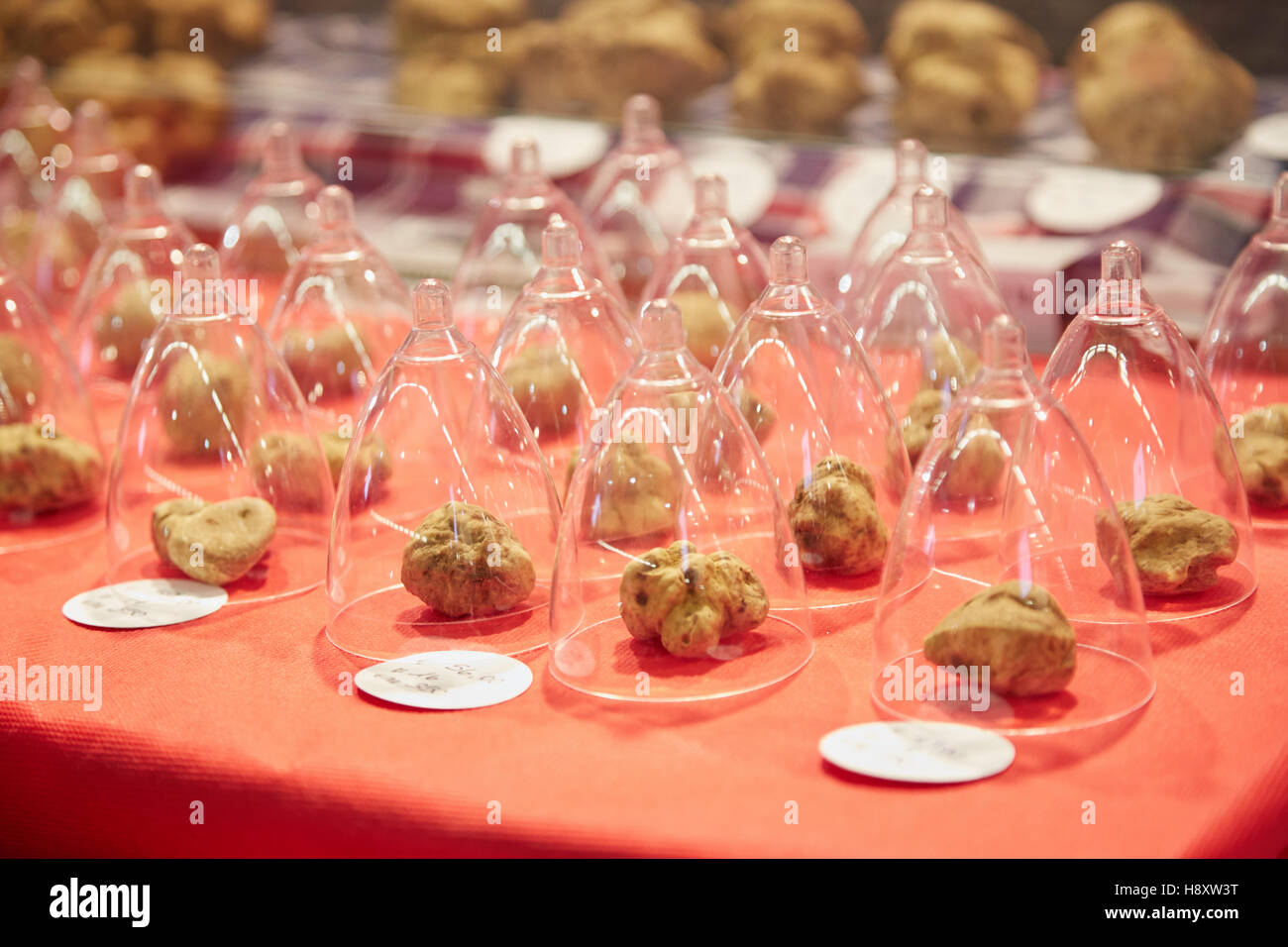 La truffe blanche sous cloche petit en vente au cours de la truffe blanche d'Alba en juste, Italie Banque D'Images