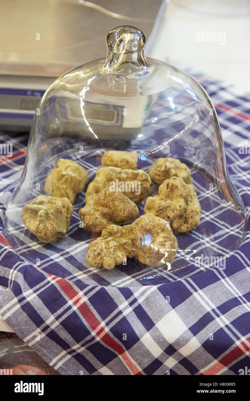 La truffe blanche sous bell jar sur vente au cours de la truffe blanche d'Alba en juste, Italie Banque D'Images