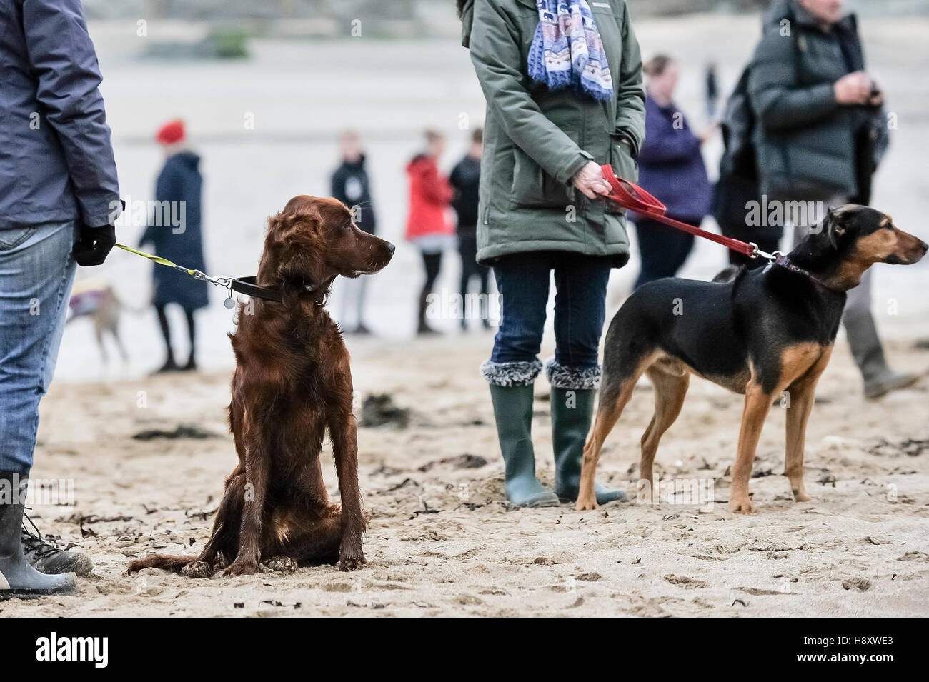 Les chiens sur la plage de Porth, Newquay, Cornwall. Banque D'Images