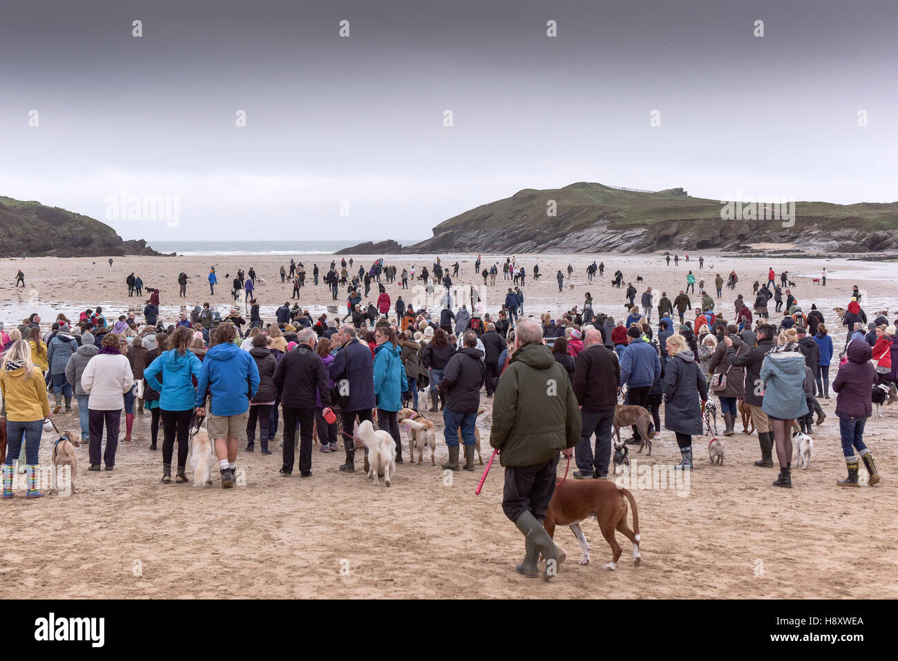 Un rassemblement de promeneurs de chiens sur la plage de Porth, Newquay, Cornwall. Banque D'Images