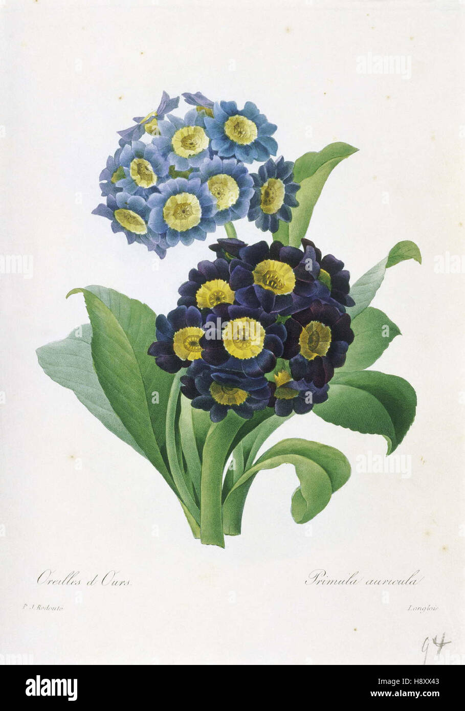 Pierre-Joseph Redoute Primula auricula Banque D'Images