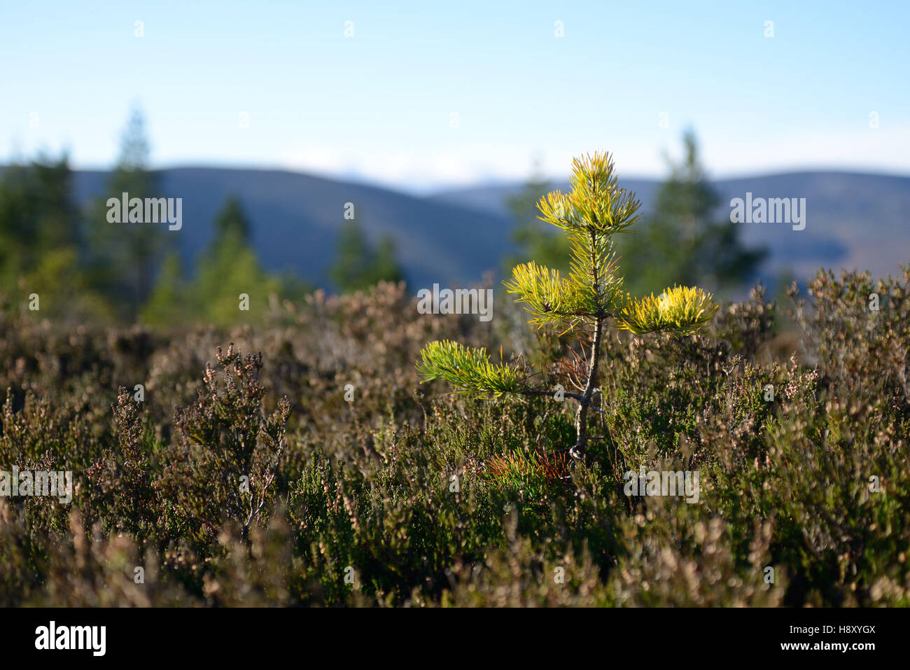 La régénération des forêts de pins calédoniens sur Ballogie estate Aberdeenshire Ecosse Banque D'Images