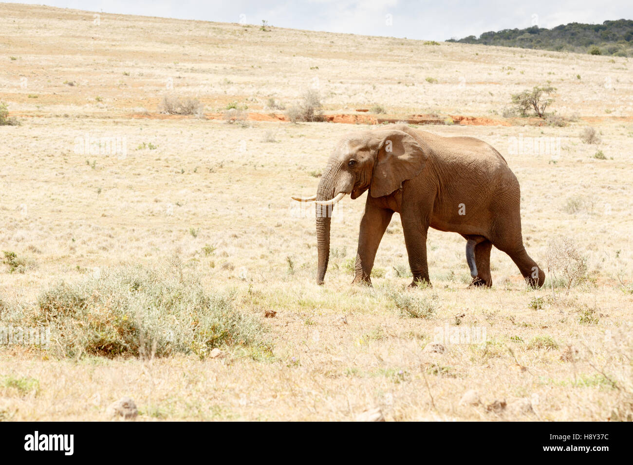 Bush africain Elephant à monter une colline à Addo. Banque D'Images