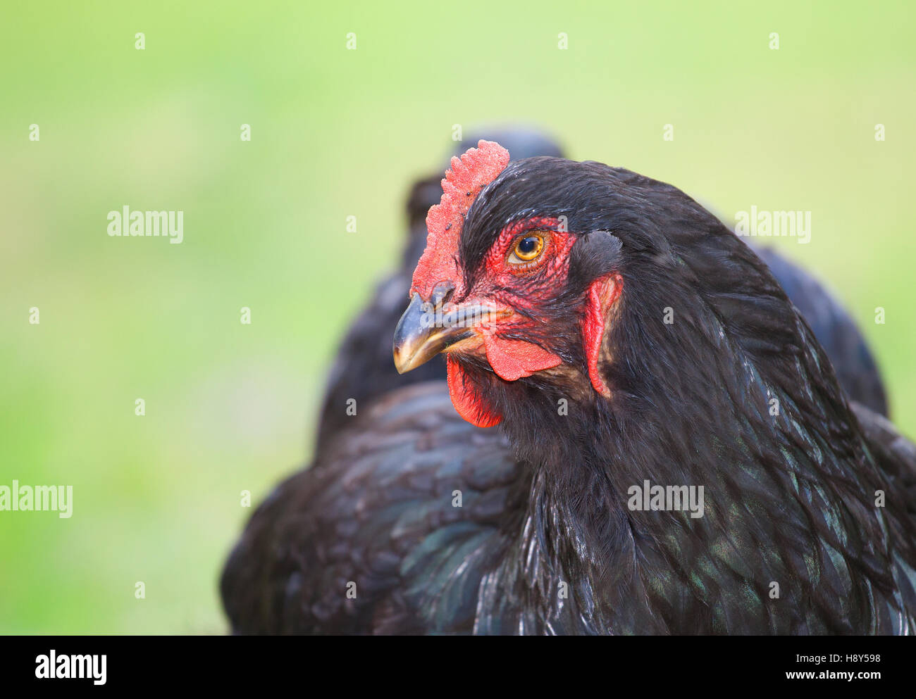 Poule poulet noir de près avec un fond vert Banque D'Images