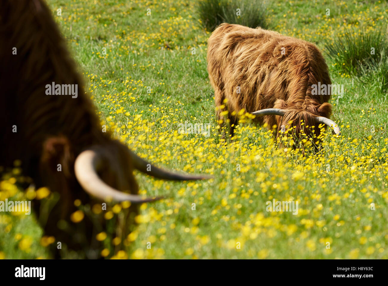 Highland vaches dans un champ de renoncules. L'Ecosse Banque D'Images