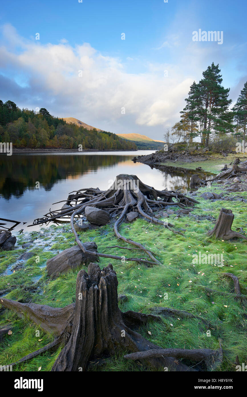 Le pin sylvestre de troncs d'arbre. sur la rive du Loch Beinn a' Mheadhoin, Glen Affric, Highland, Scotland Banque D'Images