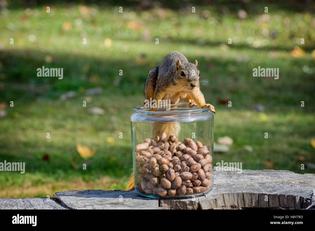 L'écureuil de l'est au-dessus d'un bocal en verre de noix Banque D'Images